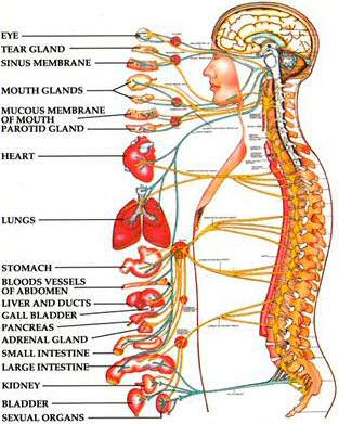 every tissue in your body